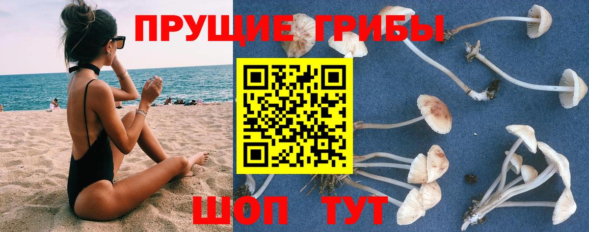 Галлюциногенные грибы Psilocybine cubensis Гусиноозёрск